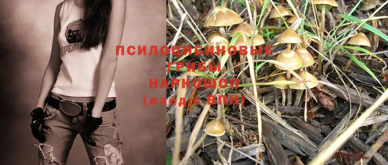 Галлюциногенные грибы Psilocybine cubensis  Калуга 